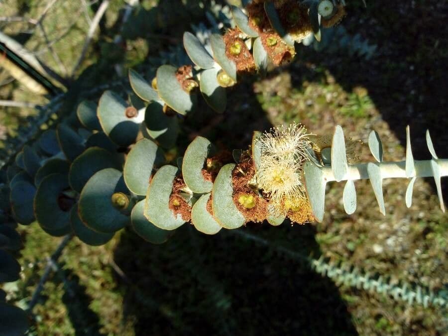 Eucalipto 3