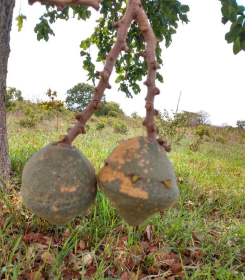 Eschweilera