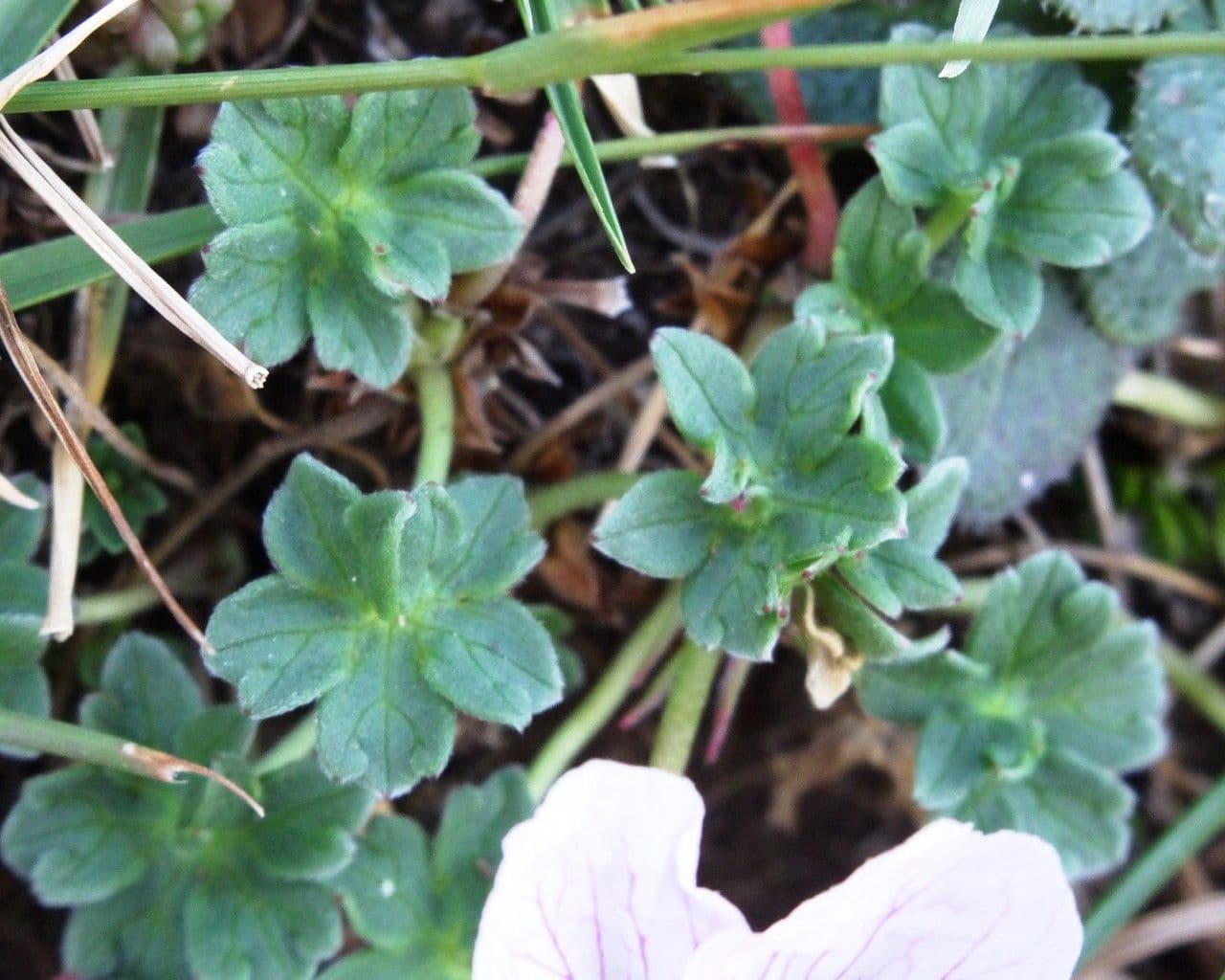 Grauer Storchschnabel 17