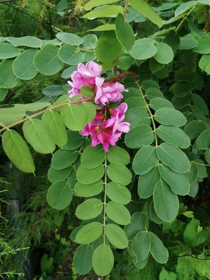 Robinia ispida 18