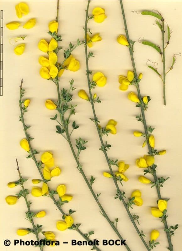Geißklee 30