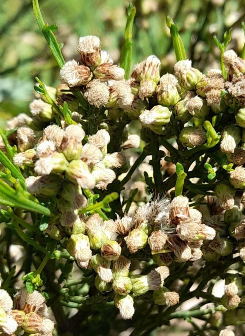 Baccharis 2