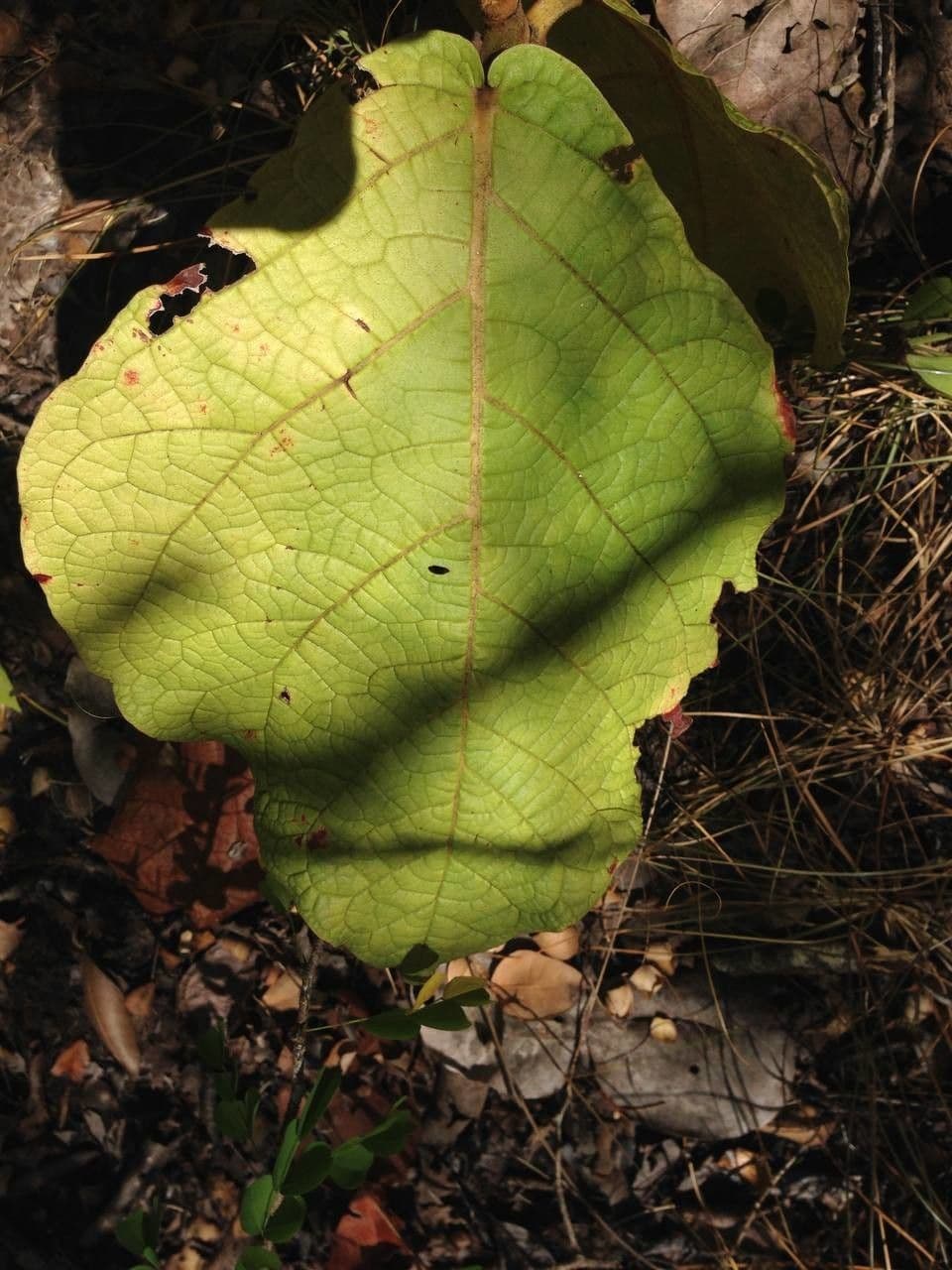 Coccoloba 23