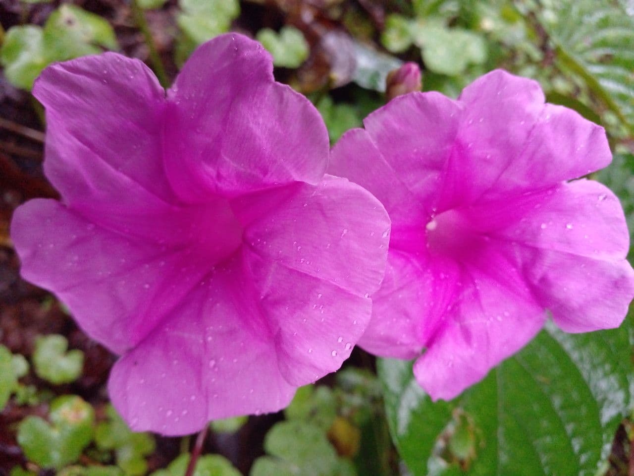Ipomoea philomega 7