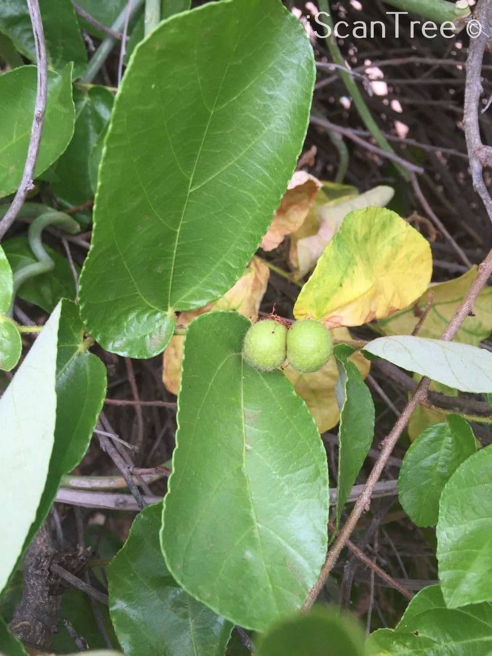 Grewia 3