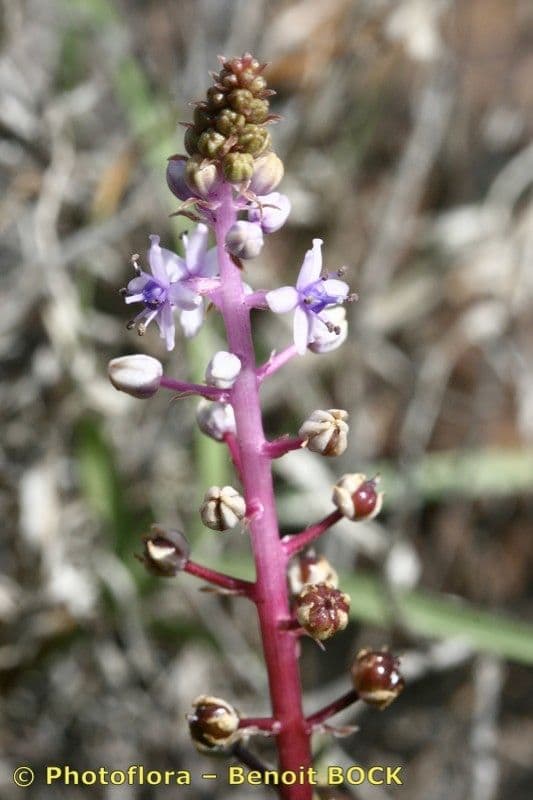 Scilla 23