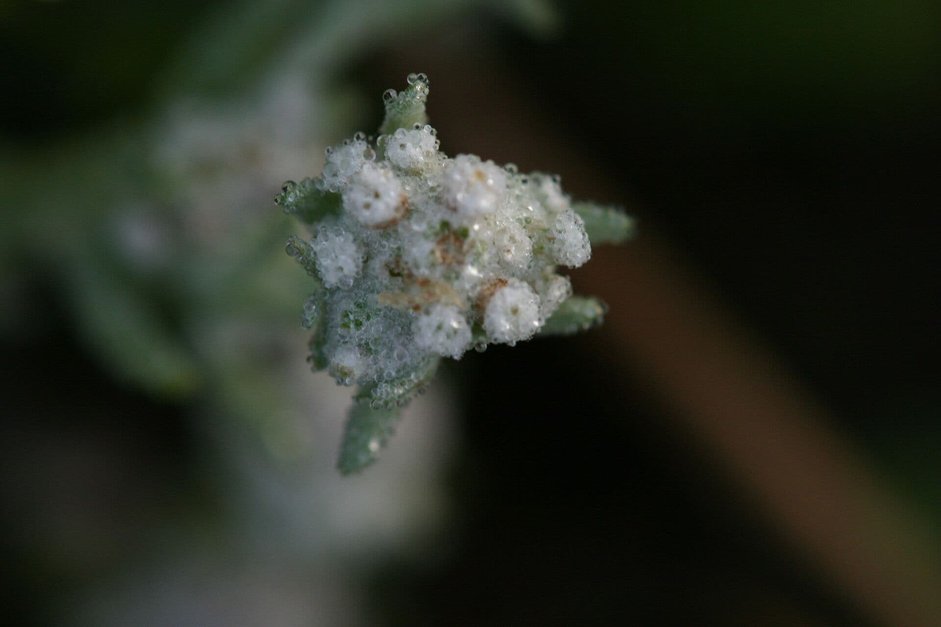 Diaperia verna 3