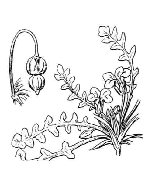 Morisia monanthos 17