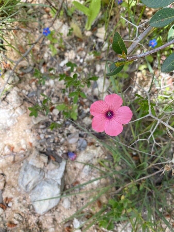 Flachs 2