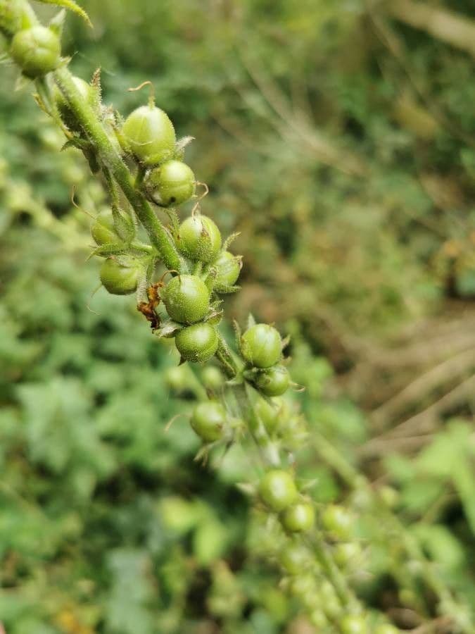 Aconito lupicida 25