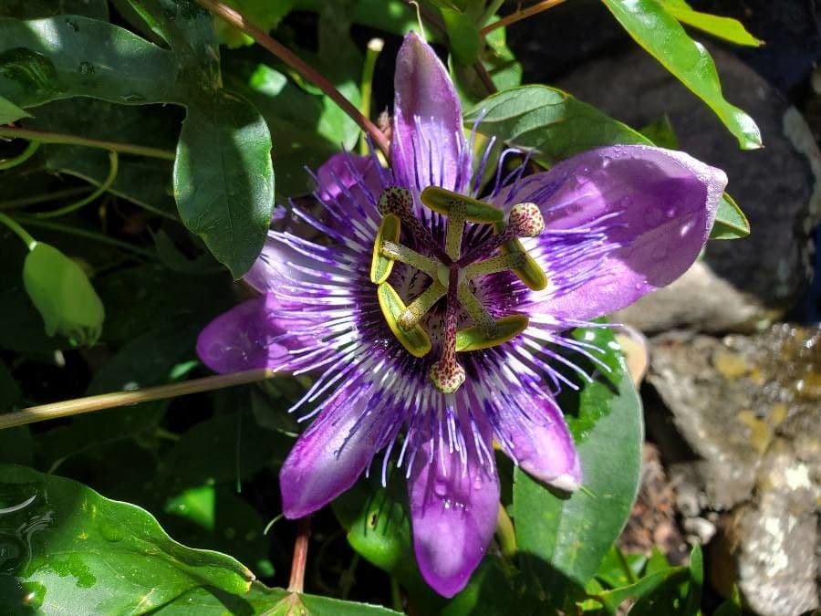 Passiflora ametista 12