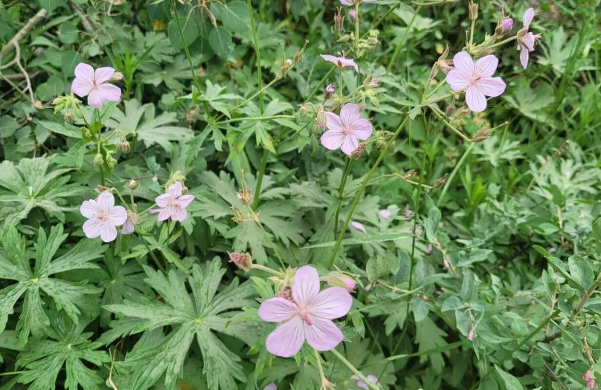 Géranium très visqueux 3