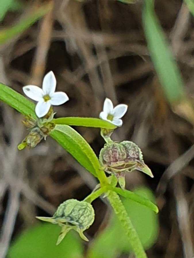 Oldenlandia