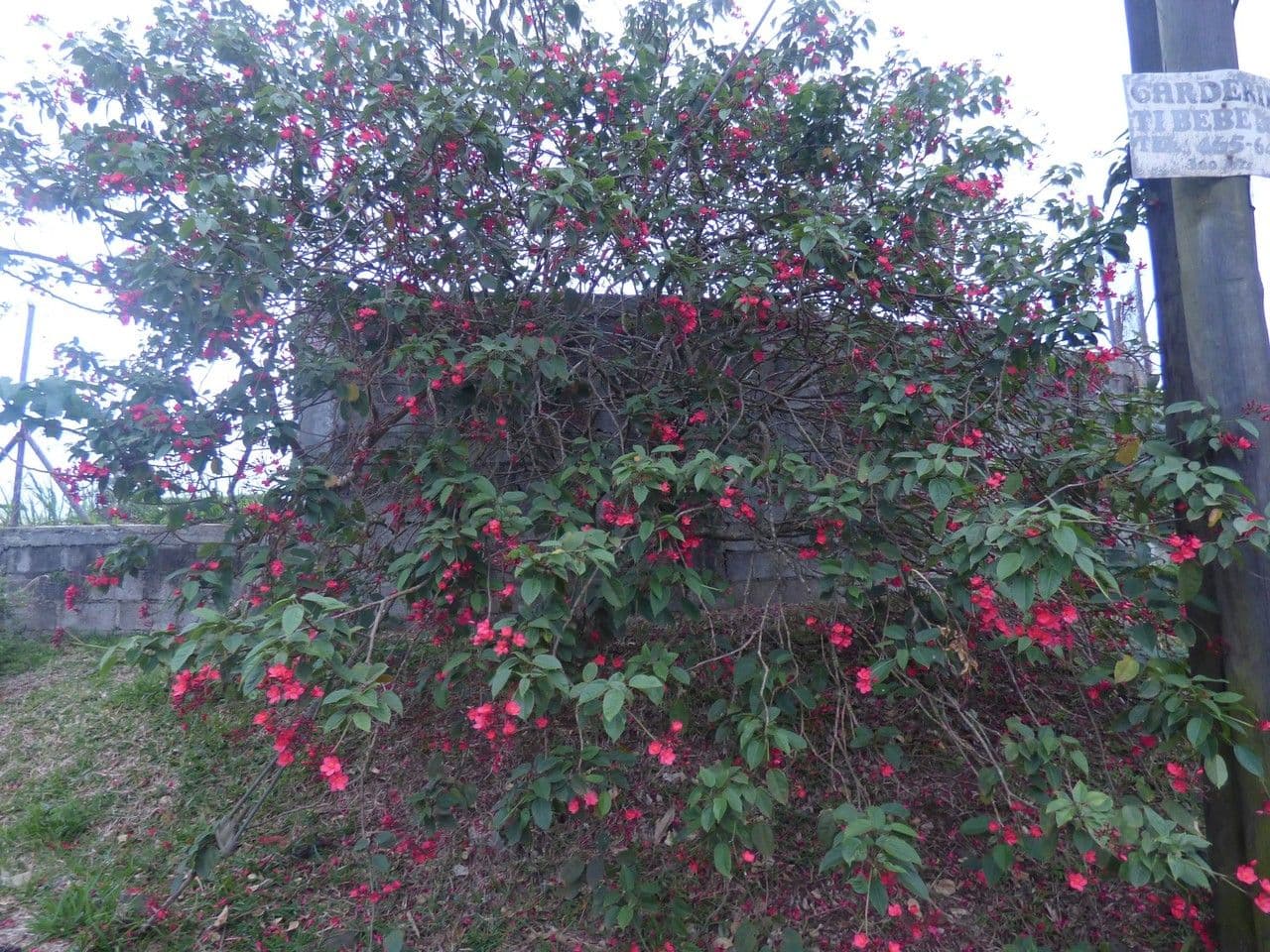 Jatropha integerrima 13