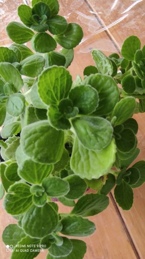 Plectranthus 5