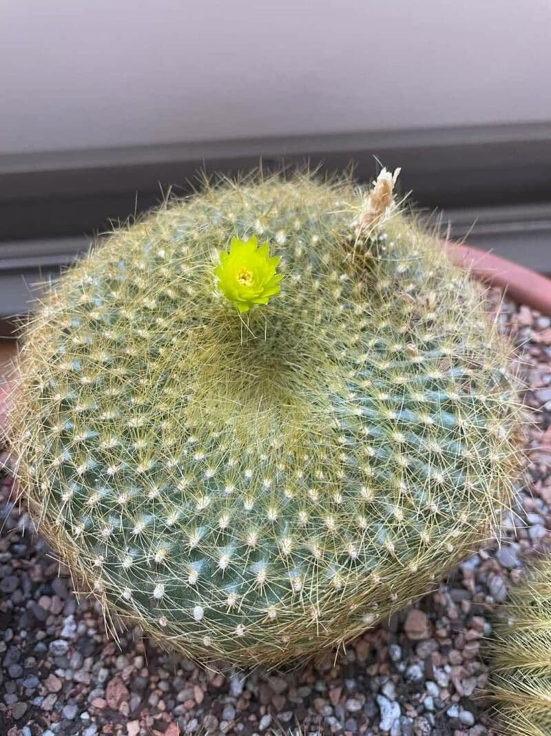 Cactus Palla Scarlatta 9
