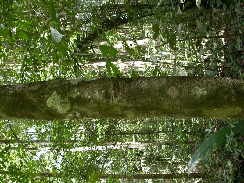 Sagotia 9