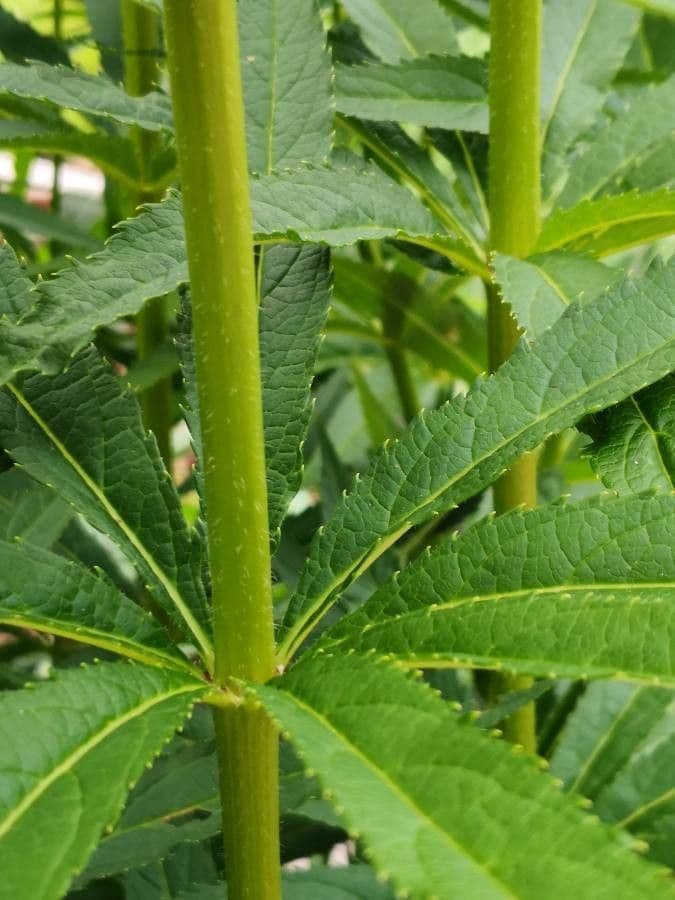 Veronica virginica 22