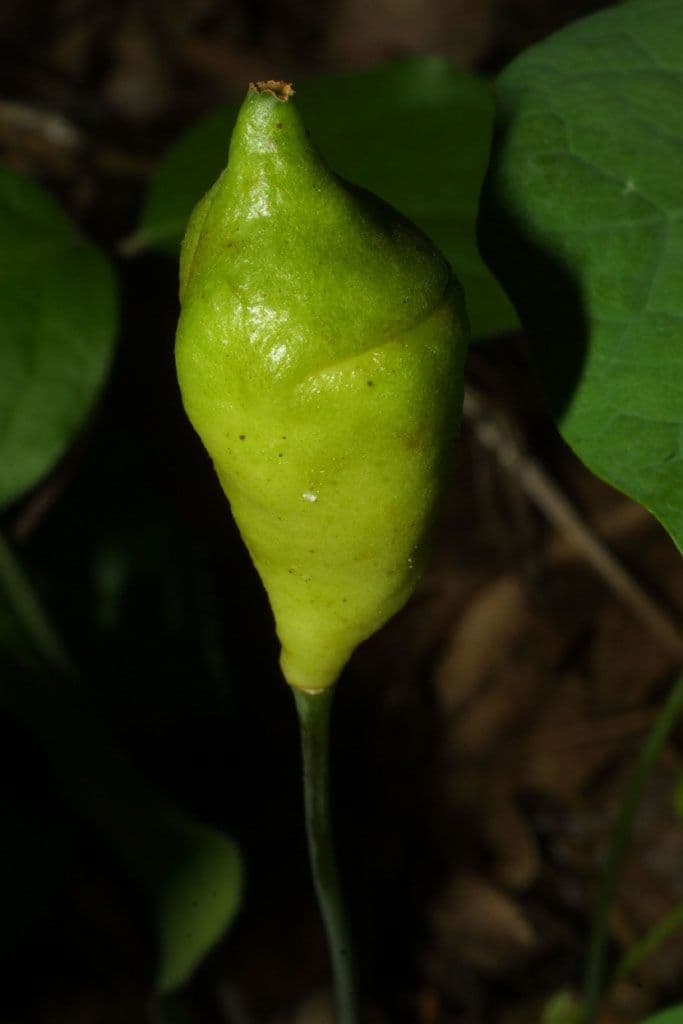 Jeffersonia diphylla 5