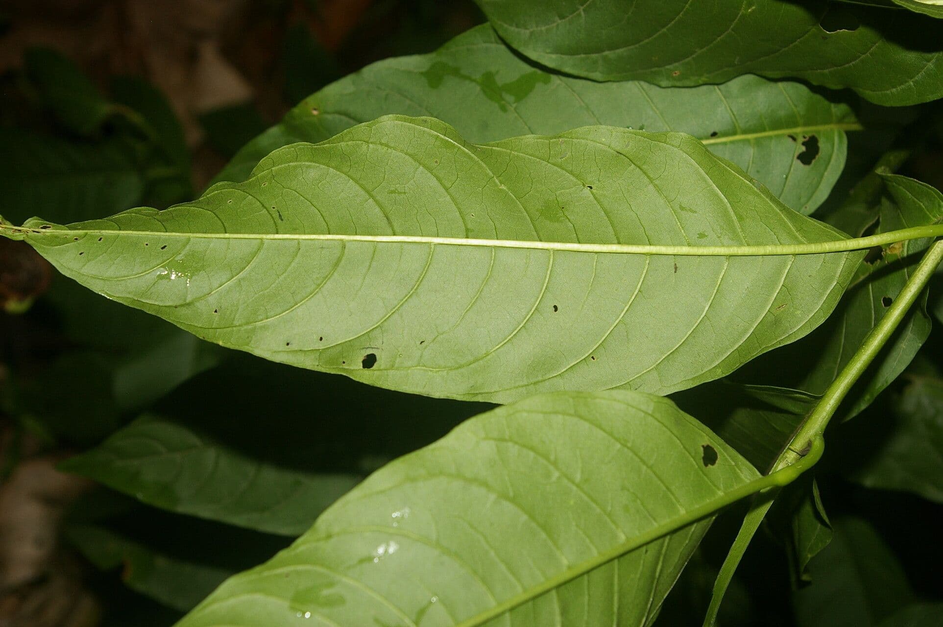 Cestrum strapcovité 13