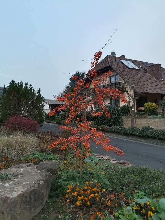 Ilex decidua 14