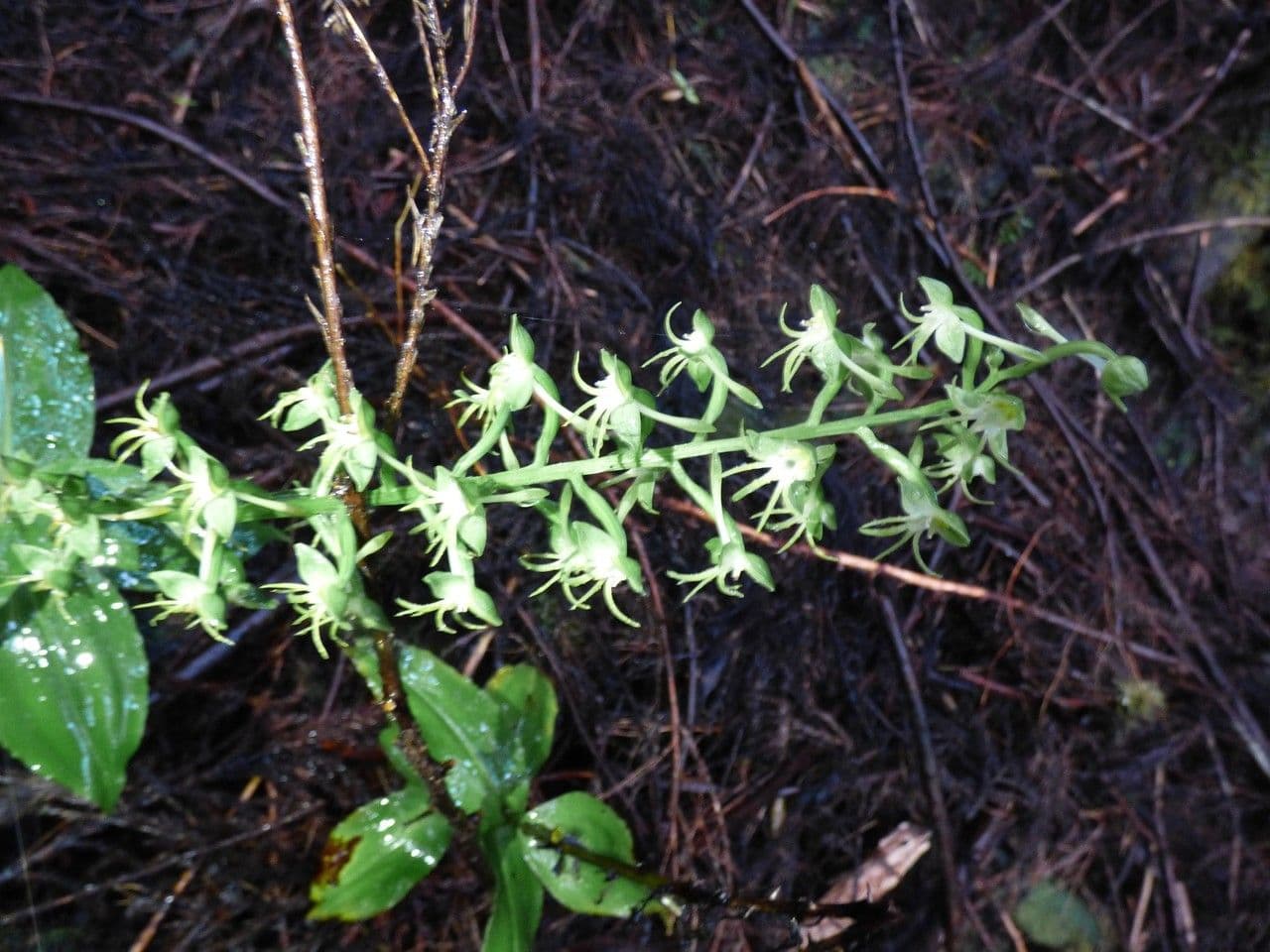 Habenaria 2