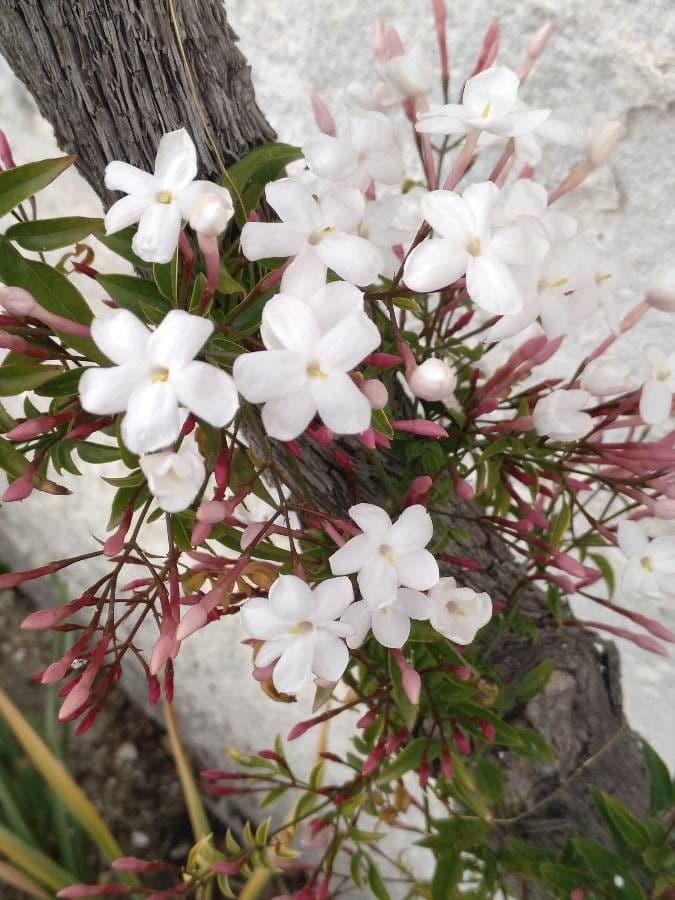 Duftjasmin 5