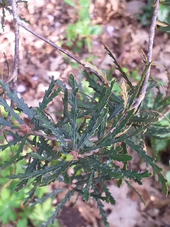 Pittosporum