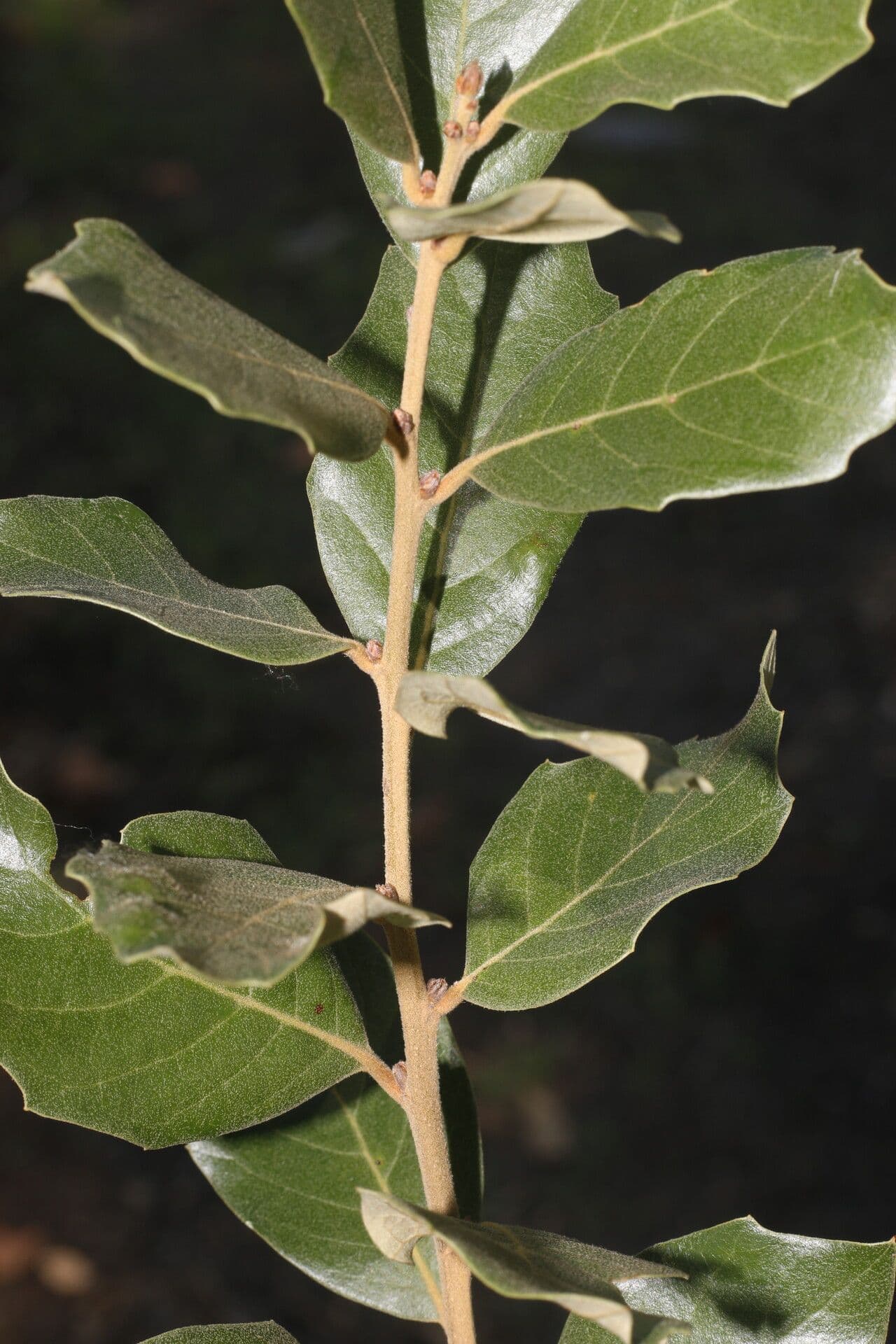 Quercia 14