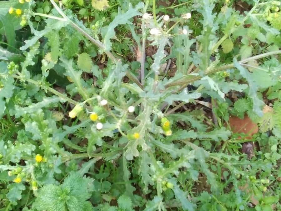 Senecione comune 29