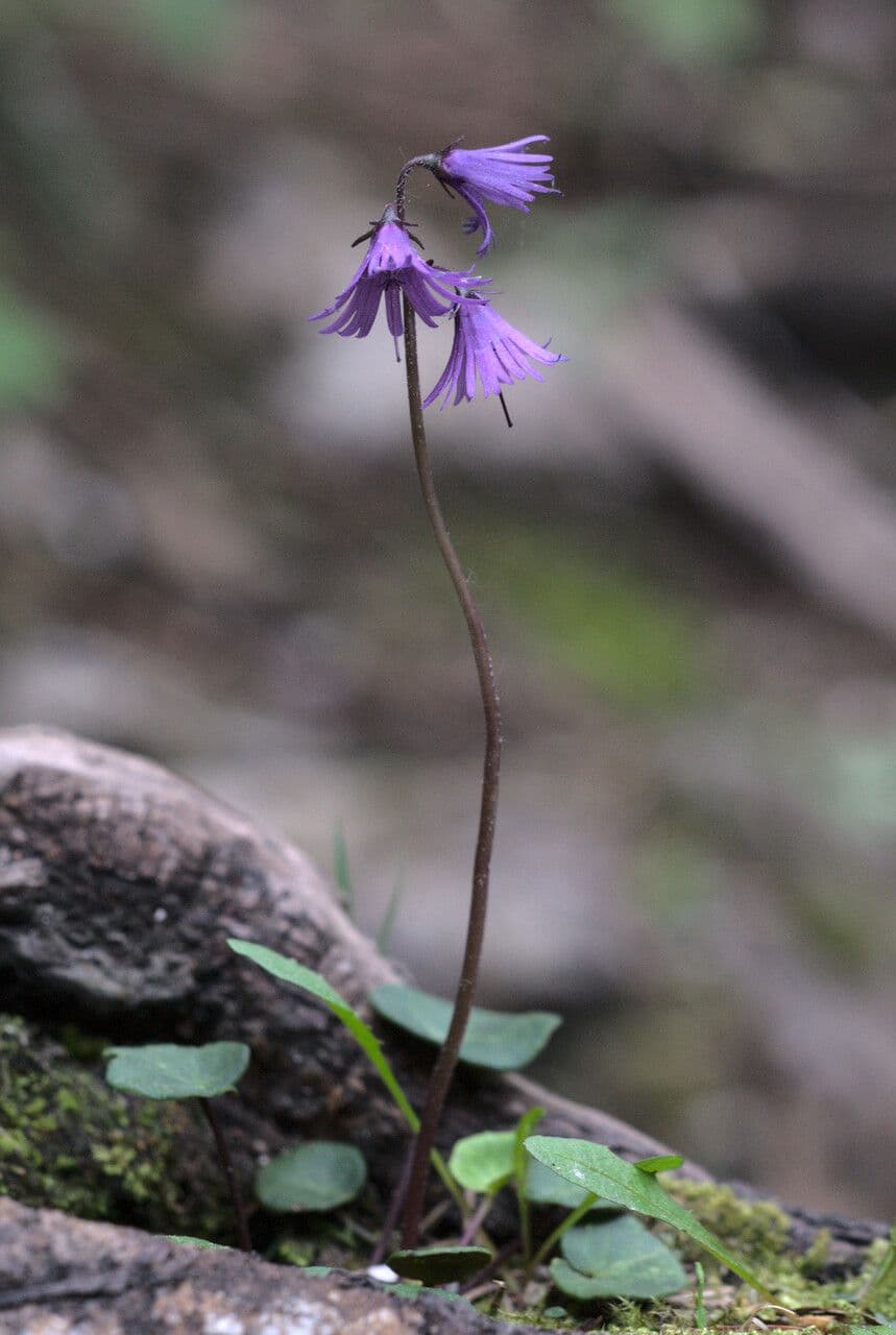 Soldanella 5