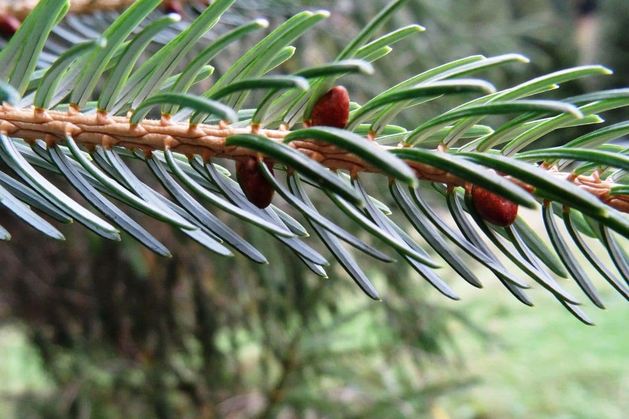 Abete brachytyla 10