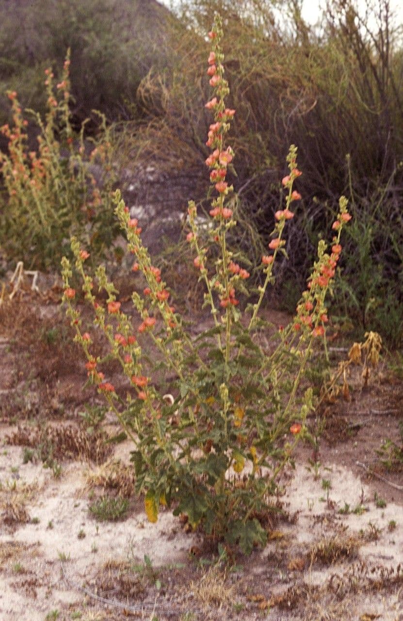 Sphaeralcea di Emory 9