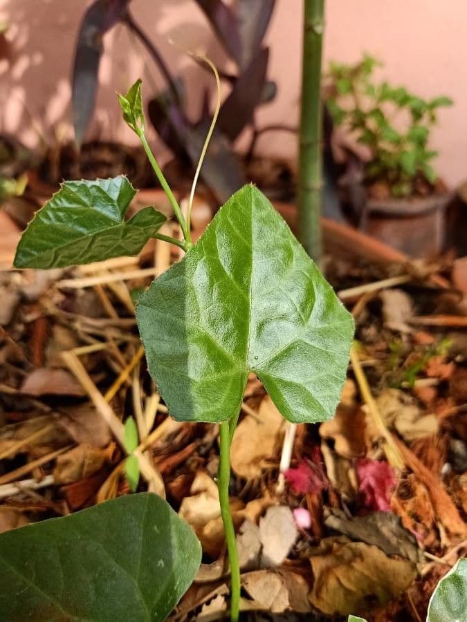 Melón escarlata 16