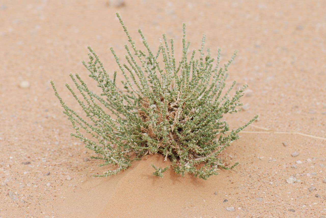 Cornulaca 3