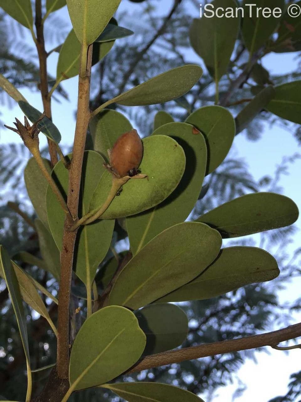 Manilkara 5