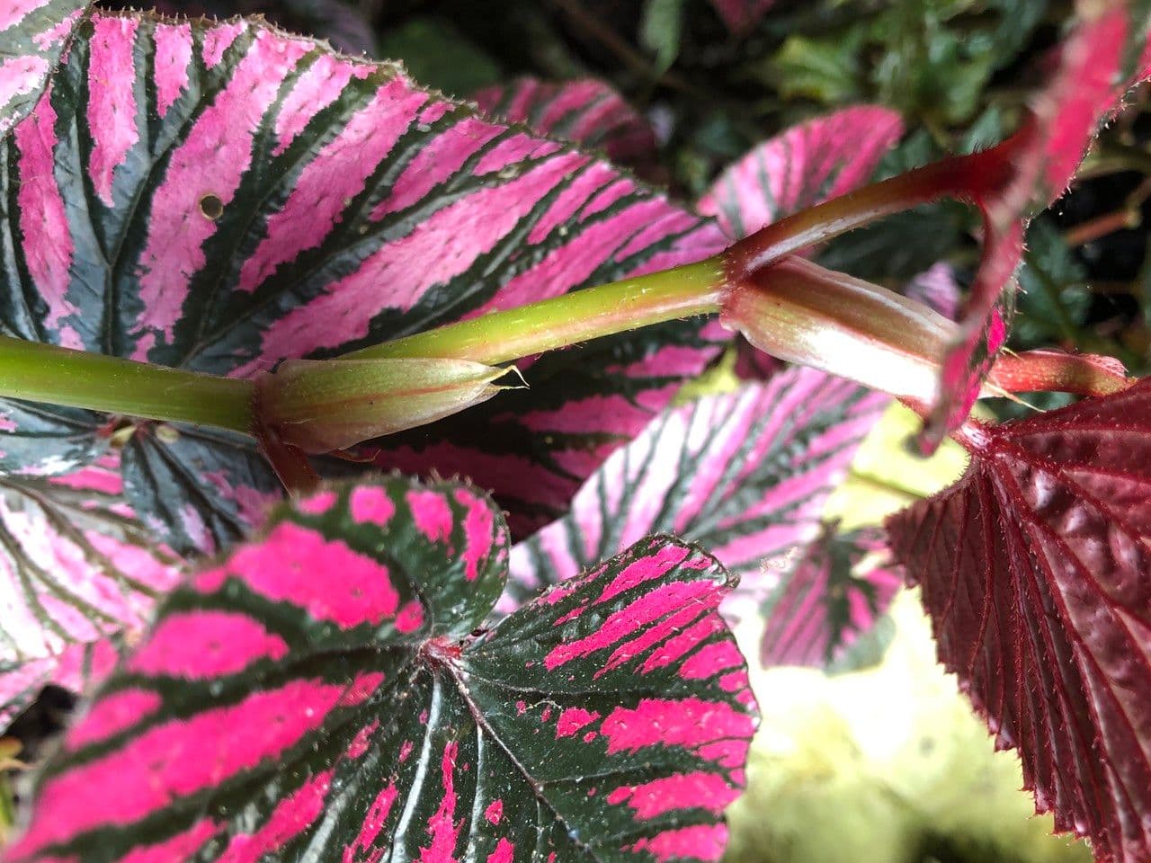 Begonia brevirimosa 4