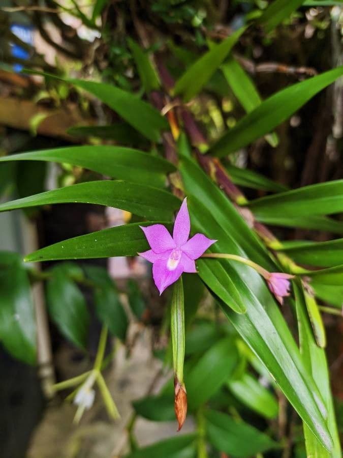 Dimerandra emarginata 2