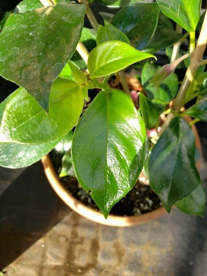 Nematanthus maculato 3
