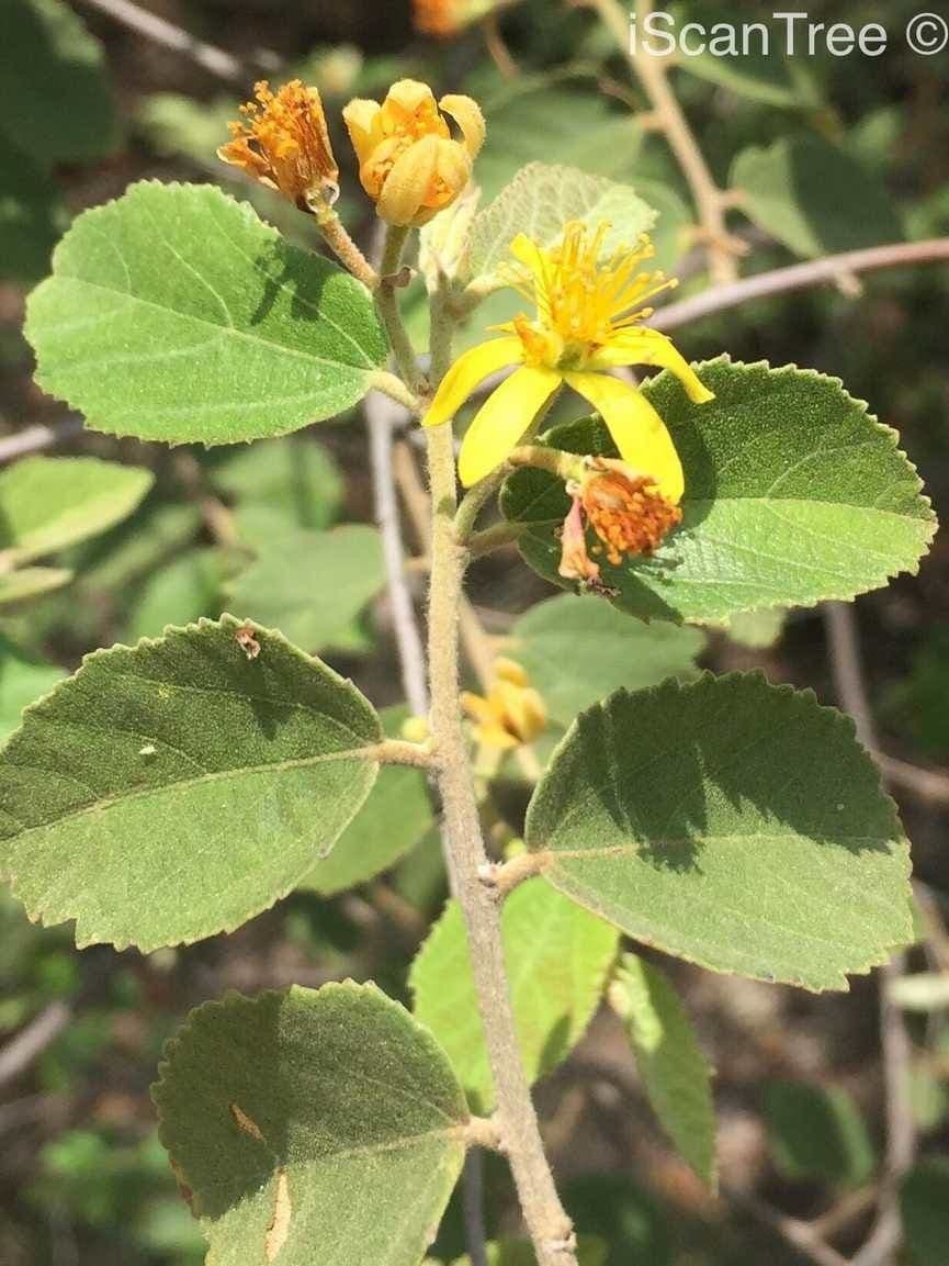 Grewia 9