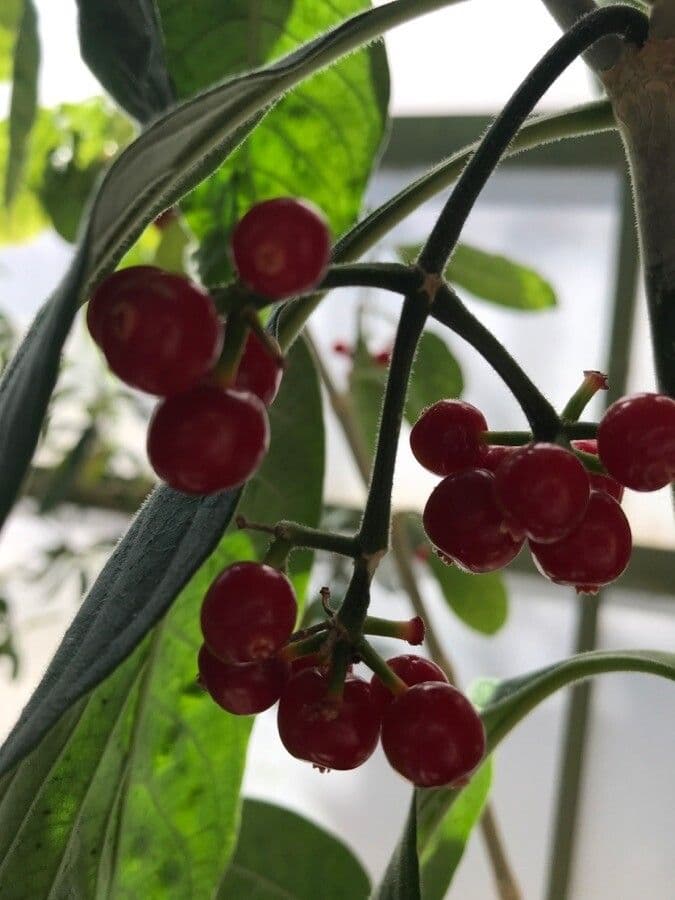 Psychotria punctata
