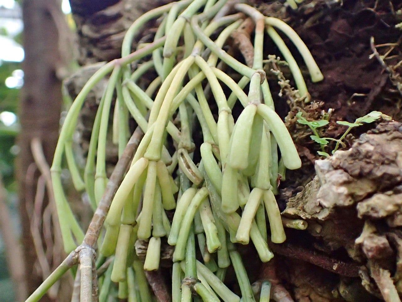 Rhipsalis clavata 3