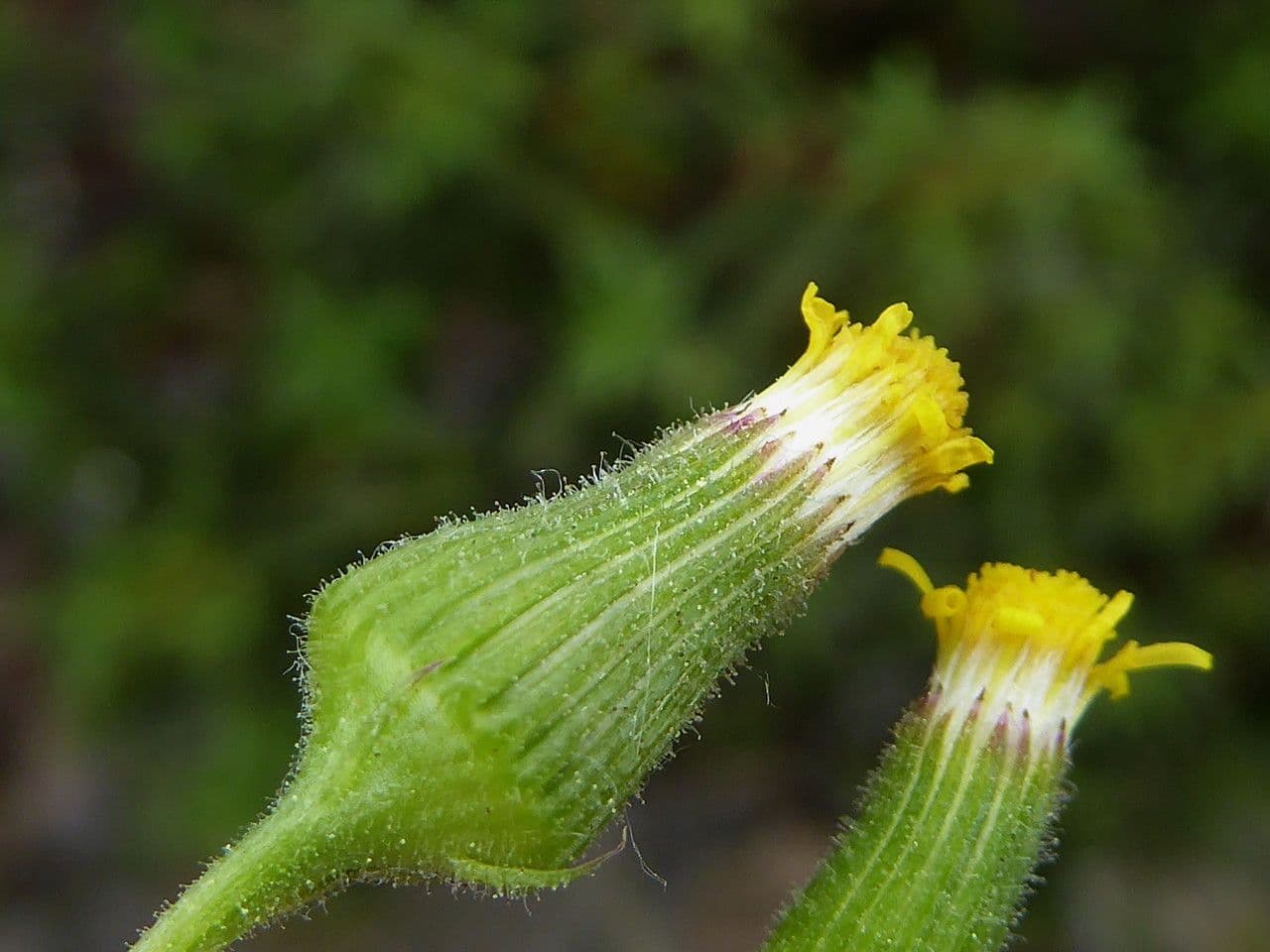 Senecio livido