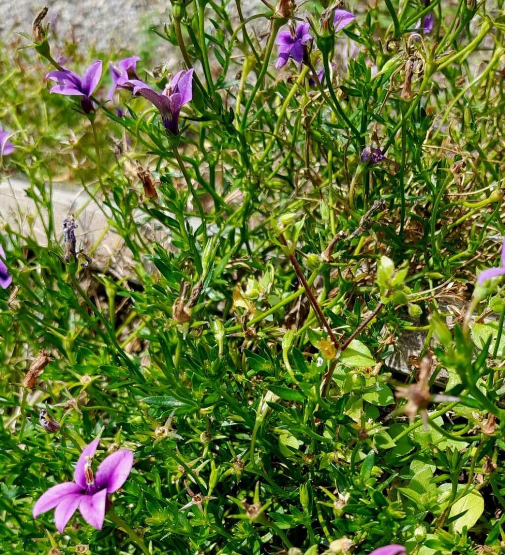 Monopsis 3
