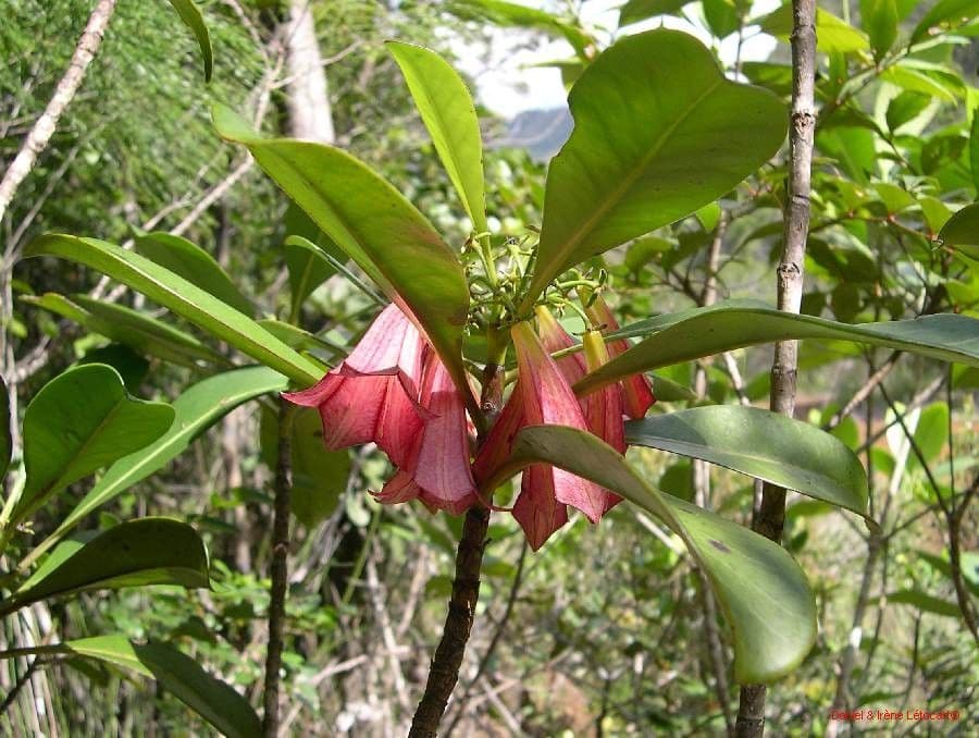 Thiollierea 5