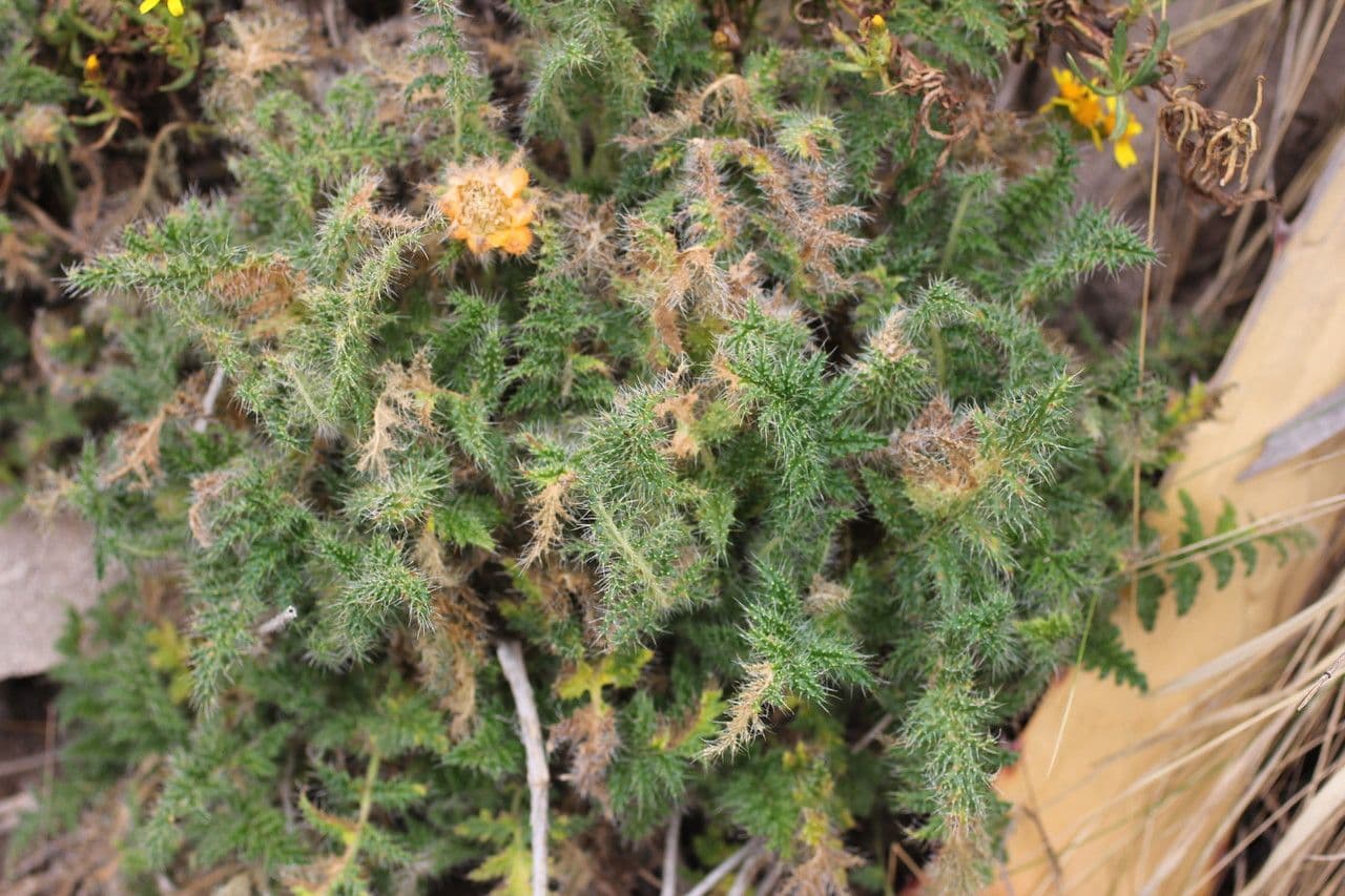 Caiophora 10