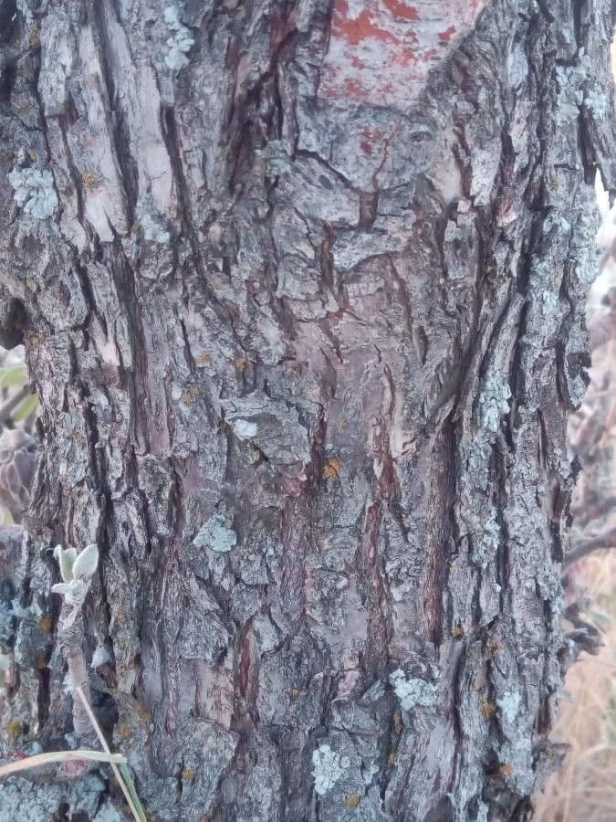 Peral de hoja de almendro 20