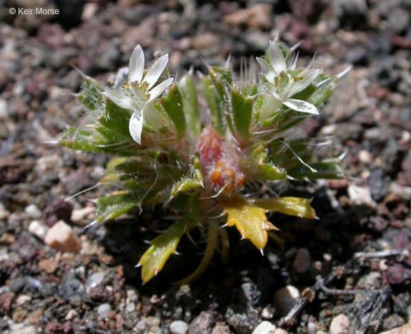 Loeseliastrum schottii 5
