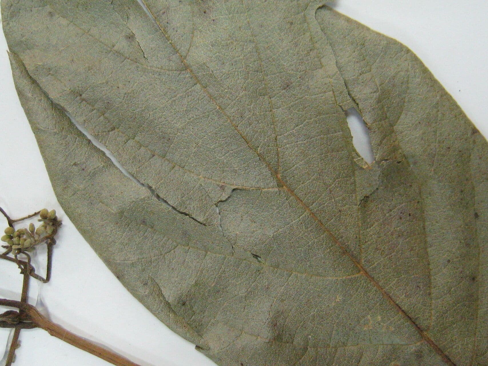 Cordia tetrandra