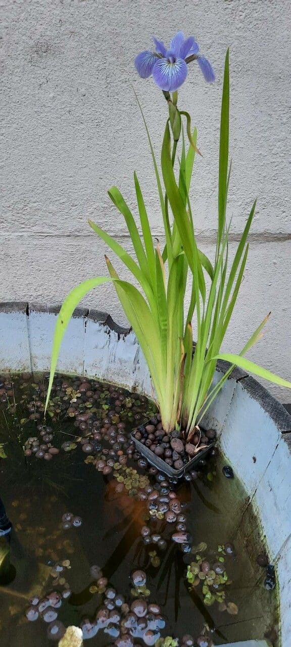 Iris versicolor 20